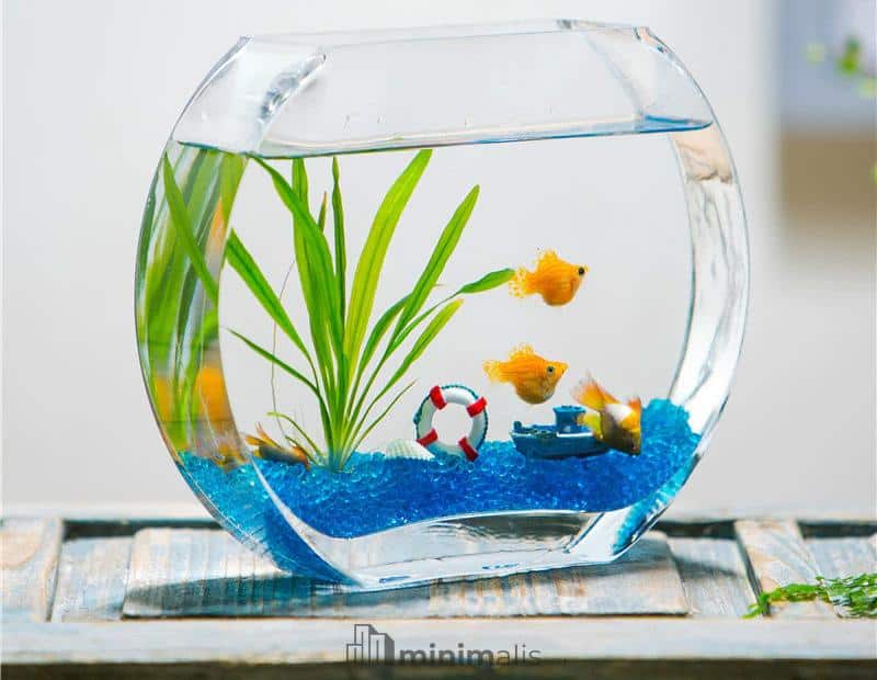 Aquarium Minimalis Bulat