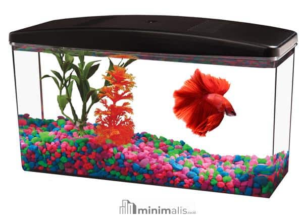 Model Aquarium Hias