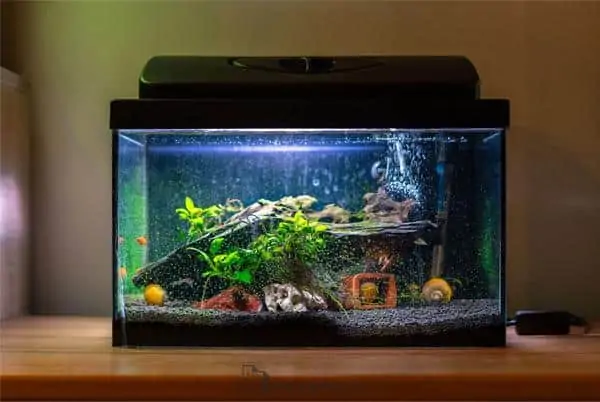 Model Aquarium Mini