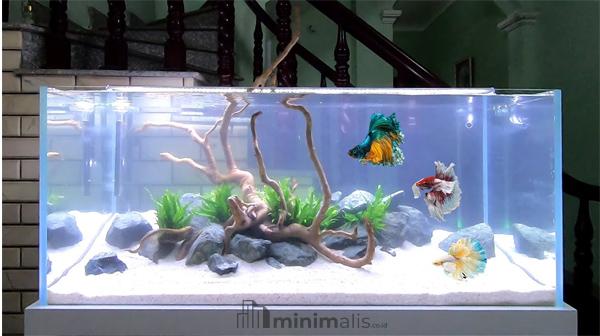 Model Aquarium Minimalis Terbaru