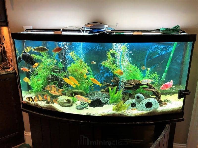 gambar aquarium ikan hias