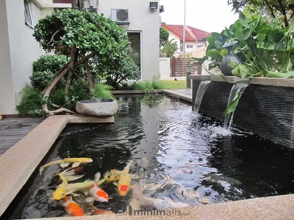 tanaman pinggir kolam ikan rumah minimalis
