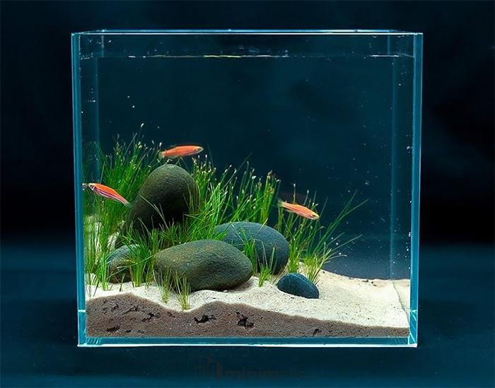 aquarium kecil
