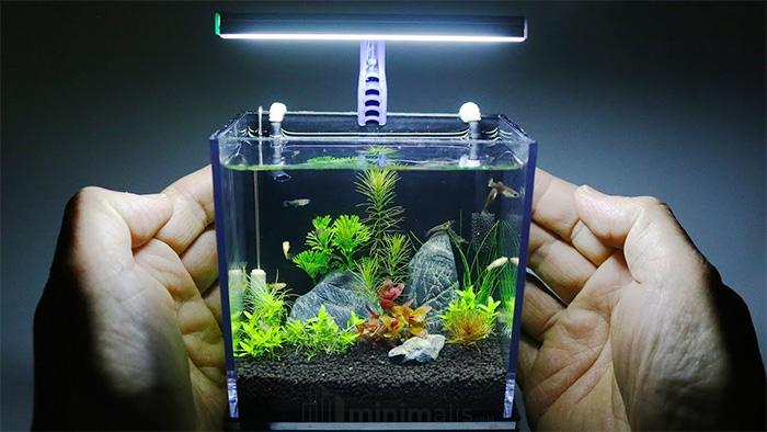 aquarium minimalis kecil