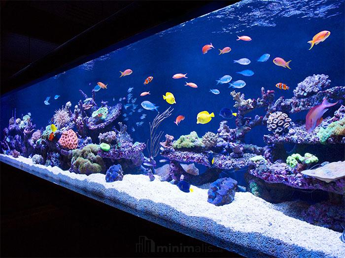aquarium minimalis keren