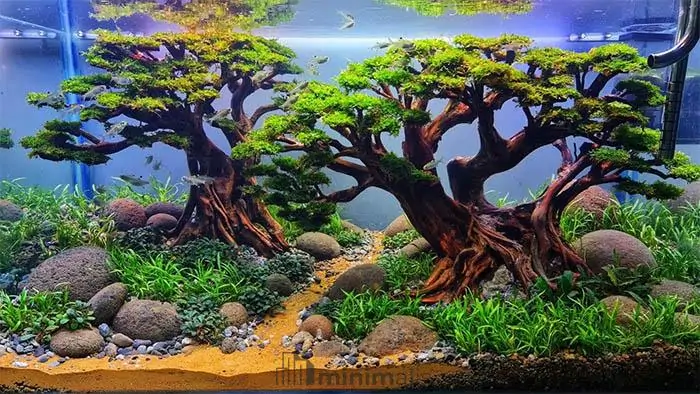 aquascape minimalis bonsai